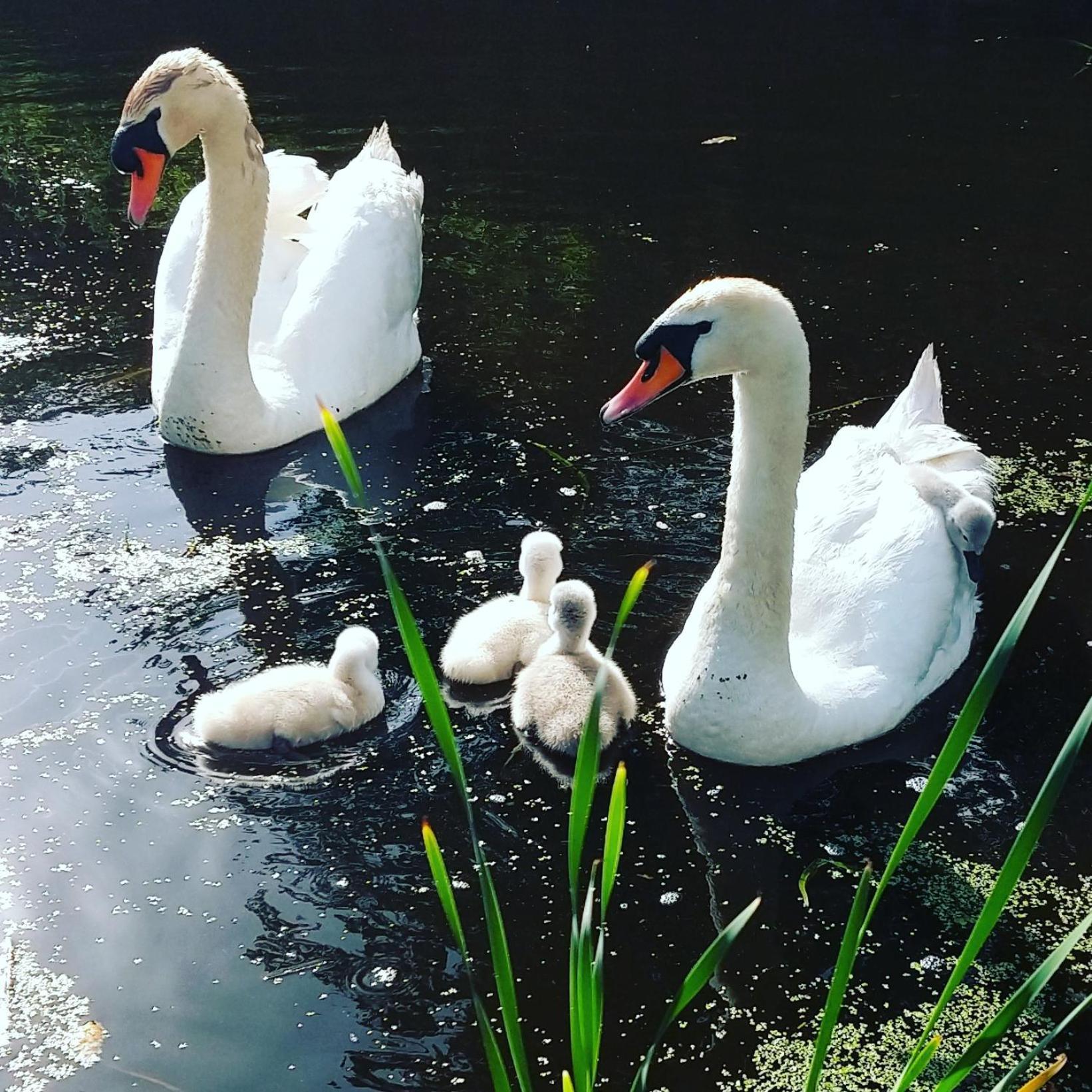 Het Waterhoentje Sint Jansklooster Exteriör bild
